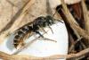 Osmia rufohirta